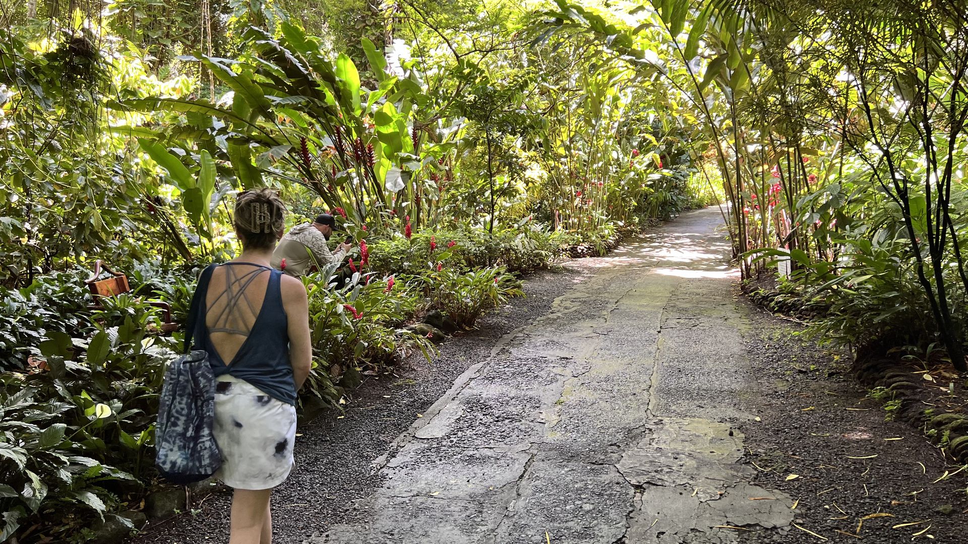 Lush rainforest trail